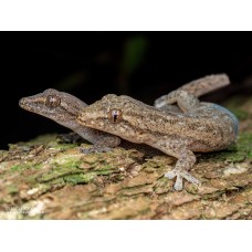 Gecko africano - Hemidactylus Frenatus